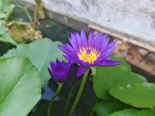 purple water lily