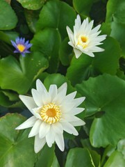 white lotus flower