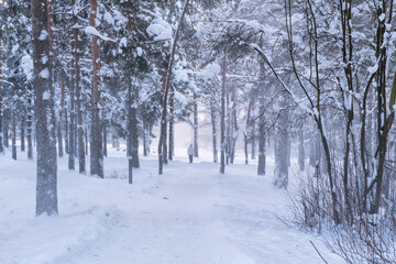Fototapeta premium Solitary figure on a path in a snow-covered pine forest during a heavy winter snowstorm