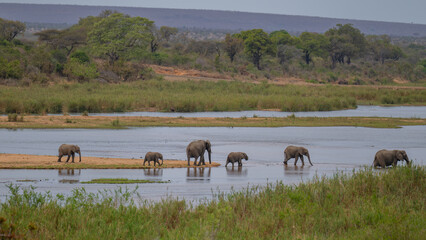 Elefanten im Busch vom Kr&uuml;ger National Park - Kruger Nationalpark S&uuml;dafrika