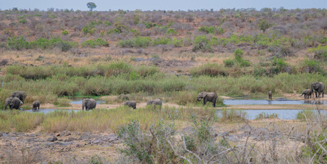 Elefanten im Busch vom Kr&uuml;ger National Park - Kruger Nationalpark S&uuml;dafrika