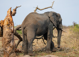 Elefant im Busch vom Kr&uuml;ger National Park - Kruger Nationalpark S&uuml;dafrika