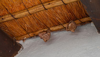 Gambia-Epaulettenflughund - Gambian Eqauletted Fruit Bat im Busch vom Kr&uuml;ger National Park S&uuml;dafrika