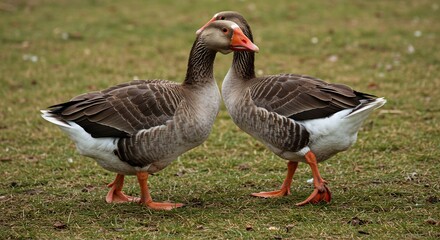 緑の芝生で寄り添う二羽のガチョウ優しい光が彼らの愛情深い瞬間を温かく照らす自然な風景. AI Generated