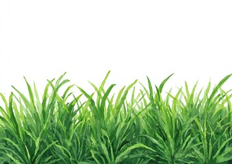Green Grass on White