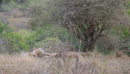 L&ouml;win oder L&ouml;we im Busch vom Kr&uuml;ger National Park - Kruger Nationalpark S&uuml;dafrika