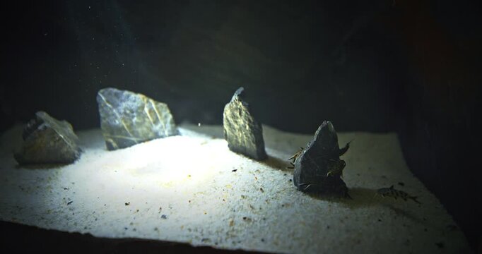 Shanghai, China. Group Of Small Maverick Backswimmers Fishes Swimming In Aquarium. Synodontis Multipunctatus, Also Known As Cuckoo Catfish, Cuckoo Squeaker, Or Multipunk. Aquarium Filled Maverick