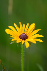 Obraz premium wild flower