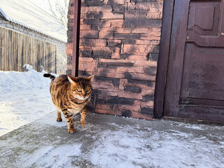 Cold bengal cat in winter outdoors walking, photo