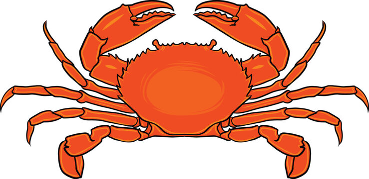 Vibrant red crab vector isolated on white. Great for nautical designs, seafood festivals, and educational materials. Isolated Sea Animal Icon for Beach and Seafood Themes. Red Crab Vector Illustration