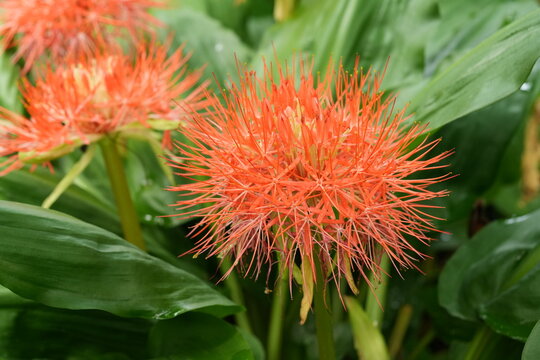 Scadoxus multiflorus, Amaryllisgew&auml;chse, Feuerball-Lilie, fr&uuml;her auch Blutbume, Blume, rot, orange, Ball, rund, Makro, close up, Natur, Pflanze, Flora