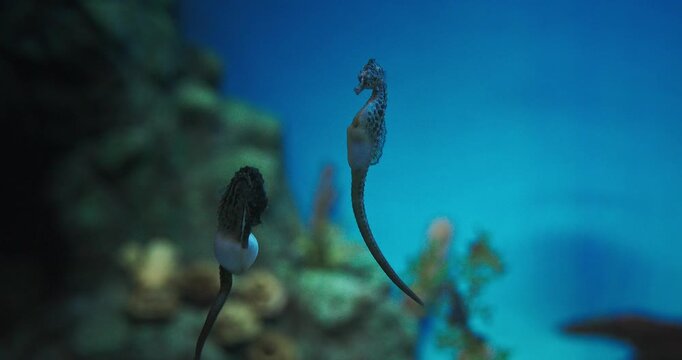 Seahorse Swim In Underwater Aquarium. Sea-horse Or Sea Horse Is Species Of Small Marine Bony Fish In Genus Hippocampus. Amazing Marine Wildlife, Ocean Animal, Aquatic Life. Animal Wildlife Concept