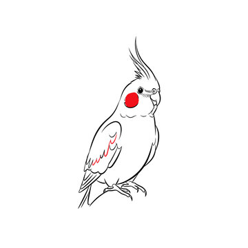 cockatiel vector illustration in minimalist flat style on white background. Used for pet birds and animal themes