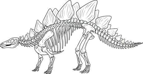 Stegosaurus dinosaur skeleton illustration side view. © tere