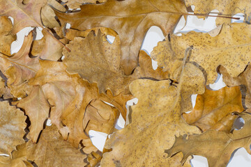 Dried oak autumn leaves background offering natural texture