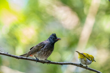 A dark red-vented bulbul and a small yellow Indian white-eye perch together on a wet branch, with another blurred bird in the background.