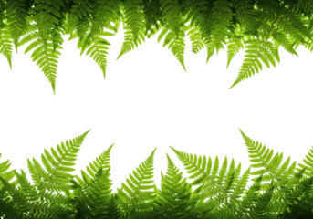 hyper-photorealistic macro photograph of vibrant emerald green ostrich fern fronds glistening with dewdrops, isolated on a white background with central copy space. concept of spring renewal and