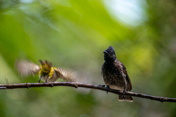 A dark red-vented bulbul and a small yellow Indian white-eye perch together on a wet branch, with another blurred bird in the background.