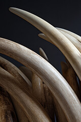 Many elephant tusks on a black background
