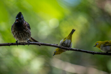 A dark red-vented bulbul and a small yellow Indian white-eye perch together on a wet branch, with another blurred bird in the background.