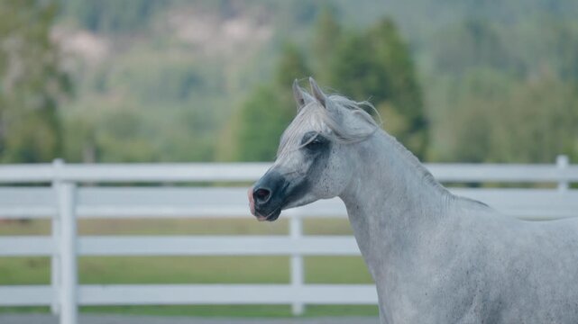 The beautiful arabian horse