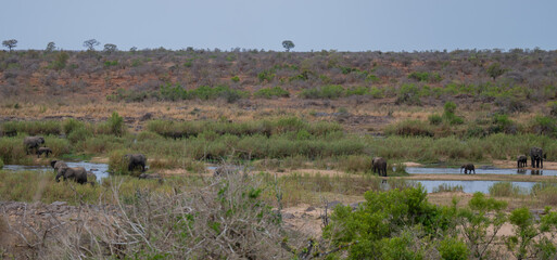 Elephants in the bush of Kruger National Park South Africa