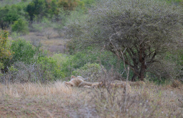 Lioness or Lion in the bush of Kruger National Park South Africa