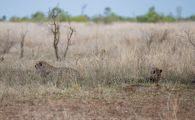 Cheetah - Cheetahs in the bush of Kruger National Park South Africa