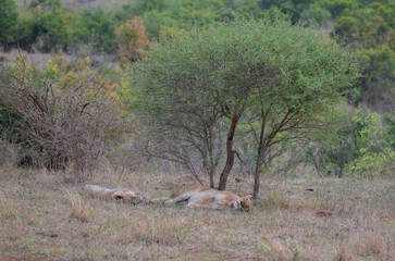 Lioness or Lion in the bush of Kruger National Park South Africa