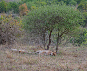 Lion in the bush of Kruger National Park South Africa