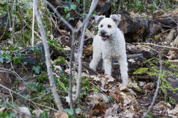 Portr&auml;t von einem Pumi im Wald