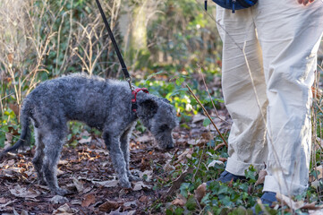 Spaziergang mit einem alten Pumi