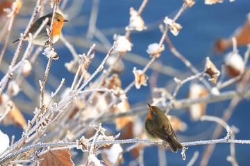 Two Robins in fight for territory in cold winter day