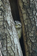 Spotted owls inhabit public parks in Thailand.