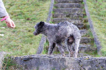 Spaziergang mit einem alten Pumi