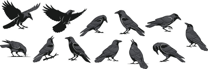 Obraz premium Set of black crow and raven silhouettes in various poses including flying, perched, and standing isolated on white background for design.