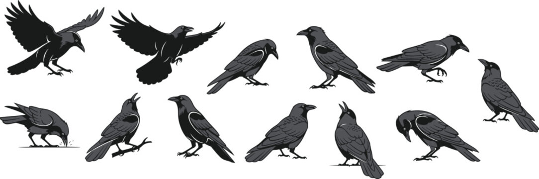 Set of black crow and raven silhouettes in various poses including flying, perched, and standing isolated on white background for design.