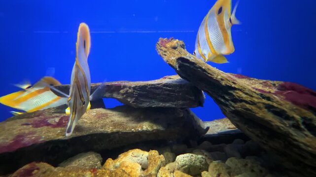 Nha Trang, Vietnam, September 11, 2025: Fish swimming in an aquarium. Marine life in the aquariums of the Oceanographic Museum. Butterfly fish, aur&eacute;lia, and other fish at the Oceanographic Institute. 