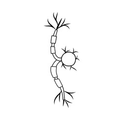 hand drawn cell neurons on white background
