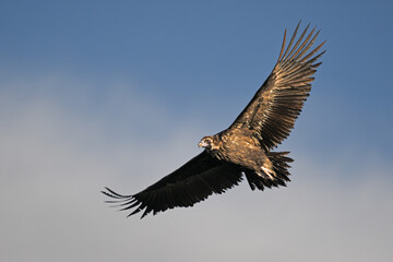 Obraz premium Griffon Vulture soaring under blue sky