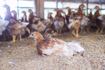 Close up of brown chicken in chicken farm