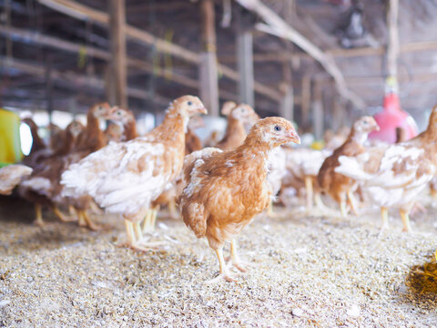 Close up of brown chicken in chicken farm