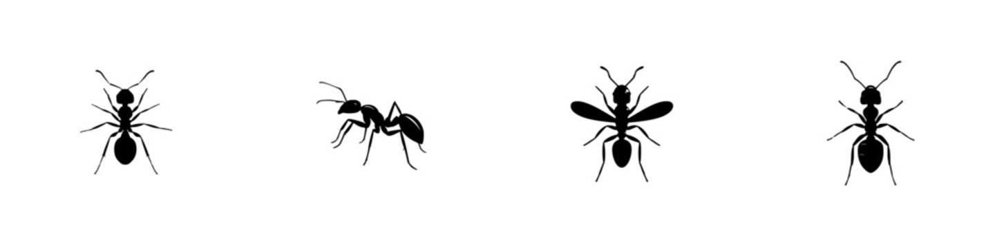 Different types of ants in silhouette showing various shapes and sizes