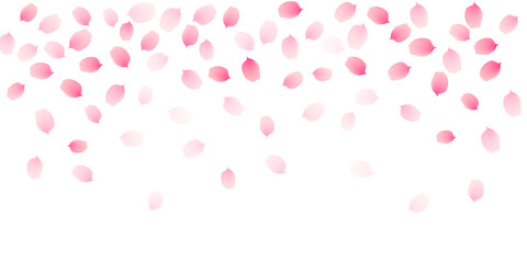 Sakura cherry petals, pink apricot flowers falling border. Vector background