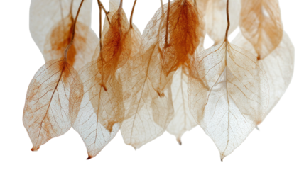 Isolated fall leaf on a white background featuring vibrant autumn colors of orange and yellow with a macro texture of natural forest foliage