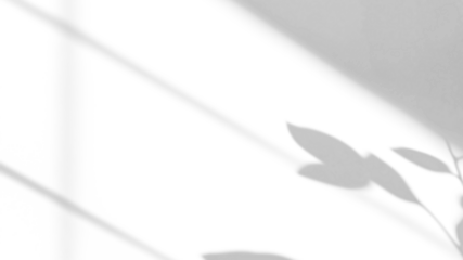 branch of a tree with leaves shadow,shadow overlay effect of natural tree leaves shadow and window shadow over on white wall,abstract summer sunlight shadow on transparent background,branch shadow