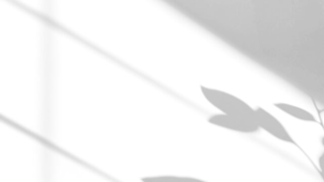 branch of a tree with leaves shadow,shadow overlay effect of natural tree leaves shadow and window shadow over on white wall,abstract summer sunlight shadow on transparent background,branch shadow - Powered by Adobe