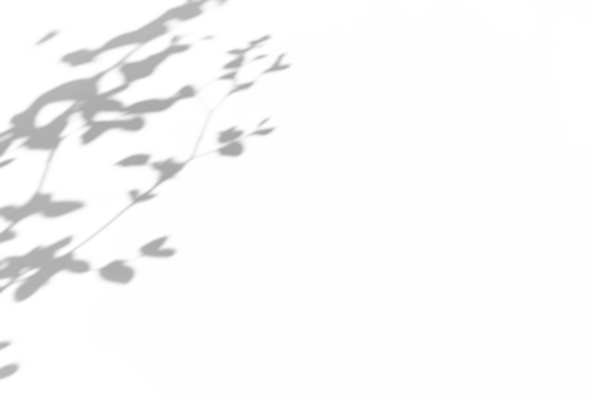 branch of a tree with leaves shadow,shadow overlay effect of natural tree leaves shadow and window shadow over on white wall,abstract summer sunlight shadow on transparent background,branch shadow - Powered by Adobe