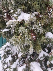 Frosty pine needles with hanging icicles in a winter forest park