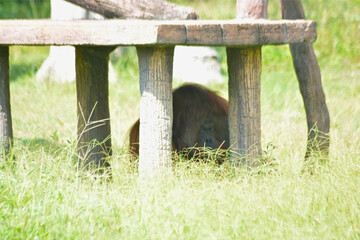 Bornean Orangutan Sitting in High Grass © Mas